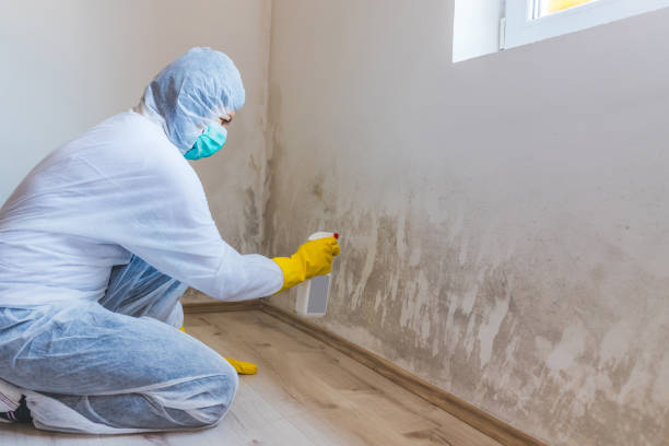 Licensed Black Mold Removal service in Barclay, MD - WQB Mold Removal