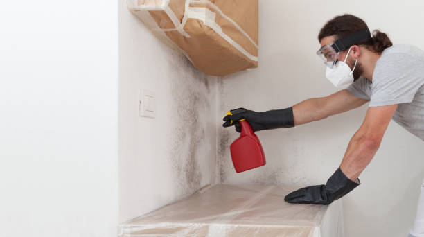 Professional Black Mold Removal technician working in Barclay, MD