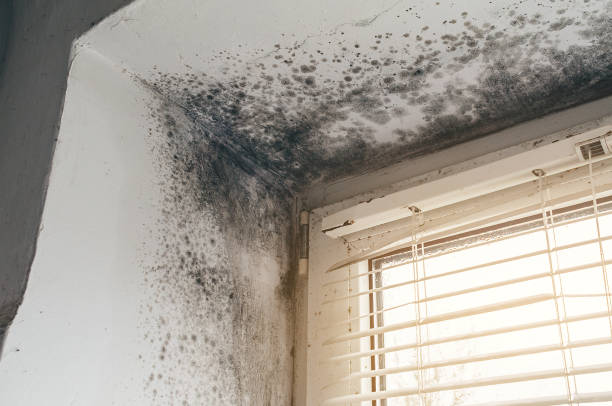 Affordable Black Mold Removal solutions in Barclay, MD