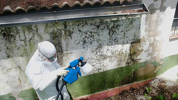 Top rated local Black Mold Removal specialists in Barclay, MD
